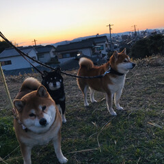 近所はみんなお友達/お散歩/わんこ/水仙/ボケの花/柴犬 さっき、犬の散歩に行ってたら・・・
近所…(1枚目)