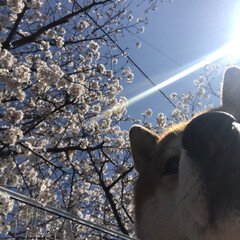 桜/柴犬/お散歩 朝の散歩で( ¨̮ )︎︎♡
(2枚目)