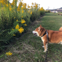 私の努力/お散歩/わんこ同好会/柴犬/暮らし 秋のお花とお犬達。
すみません。投稿の仕…(4枚目)