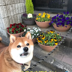 お散歩/柴犬/ワンコ同好会/暮らし 春のお花とお犬たち( ¨̮ )
黒リード…(3枚目)