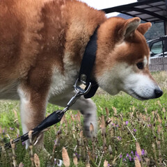 お散歩/柴犬/ワンコ同好会/暮らし 春のお花とお犬たち( ¨̮ )
黒リード…(7枚目)