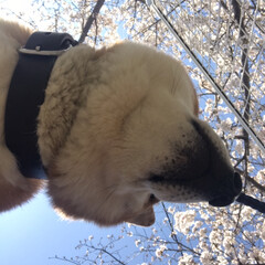 桜/柴犬/お散歩 朝の散歩で( ¨̮ )︎︎♡
(10枚目)