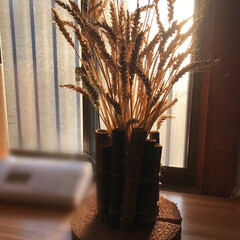 コンバイン/麦/DIY花瓶 麦の収穫時期みたいですね🌾

田舎のおじ…(1枚目)