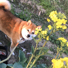 お散歩/柴犬/ワンコ同好会/暮らし 春のお花とお犬たち( ¨̮ )
黒リード…(5枚目)