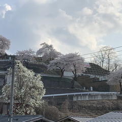春の訪れ/巨大ハクモクレン/満開の桜/目覚めの景色 朝カーテンを開けて目に飛び込んでくる景色…(1枚目)
