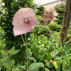 庭の桔梗 今朝ピンクの桔梗が咲きました💗

6時過…(4枚目)