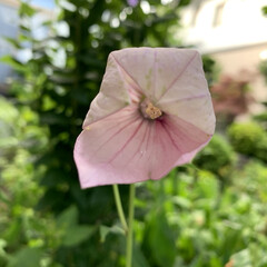 庭の桔梗 今朝ピンクの桔梗が咲きました💗

6時過…(1枚目)