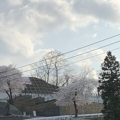 春の訪れ/巨大ハクモクレン/満開の桜/目覚めの景色 朝カーテンを開けて目に飛び込んでくる景色…(2枚目)