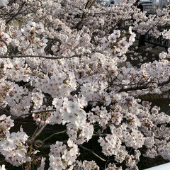 散歩道/あっという間の開花/桜咲く 今朝出かける時は三分咲きくらいだったのに…(2枚目)