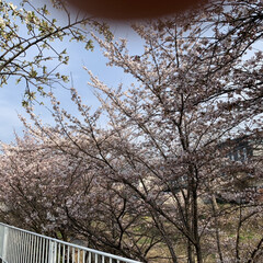 散歩道/あっという間の開花/桜咲く 今朝出かける時は三分咲きくらいだったのに…(1枚目)