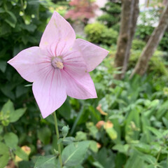 庭の桔梗 今朝ピンクの桔梗が咲きました💗

6時過…(6枚目)