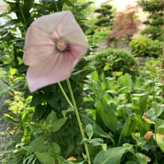 庭の桔梗 今朝ピンクの桔梗が咲きました💗

6時過…(3枚目)