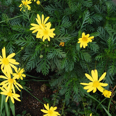 幸せ/黄色/ガーデニング/花 やはり黄色い花は可憐だ。幸せの黄色いハン…(3枚目)