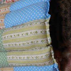 猫グッズ/キジトラ/ハンドメイド/猫/アイデア さぶが寝ているドーム型のマットは裁縫が下…(3枚目)