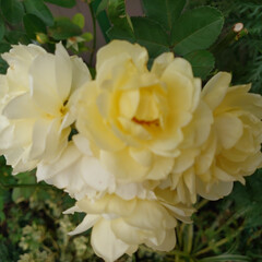 薔薇/ガーデニング 今日の我が家の庭に咲いていた花達
(3枚目)