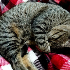 保護猫/猫 丸まって眠っているとついついちょっかい出…(1枚目)