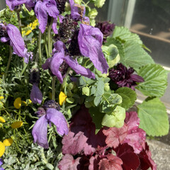 紫色/寄せ植え/春の花/住まい/暮らし おはようございます😃
週末は自粛モードな…(2枚目)