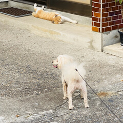 野良茶君/野良猫/散歩/トイプードル/トイプー/犬/... おはようございます。🎶
朝から気温上昇⤴…(6枚目)