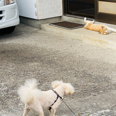 野良茶君/野良猫/散歩/トイプードル/トイプー/犬/... おはようございます。🎶
朝から気温上昇⤴…(7枚目)
