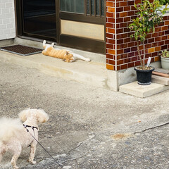 野良茶君/野良猫/散歩/トイプードル/トイプー/犬/... おはようございます。🎶
朝から気温上昇⤴…(3枚目)