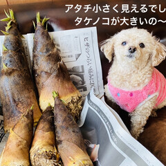 フルコース/記念写真/犬/トイプー/トイプードル/華音/... こんにちは🌞
昨日夕方またまたサプライ…