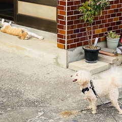 野良茶君/野良猫/散歩/トイプードル/トイプー/犬/... おはようございます。🎶
朝から気温上昇⤴…(5枚目)