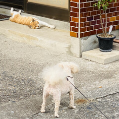野良茶君/野良猫/散歩/トイプードル/トイプー/犬/... おはようございます。🎶
朝から気温上昇⤴…(4枚目)