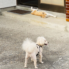 野良茶君/野良猫/散歩/トイプードル/トイプー/犬/... おはようございます。🎶
朝から気温上昇⤴…(8枚目)