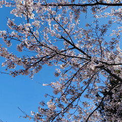 残念/見納め/雨予報/見頃/桜 おはようございます٩(*´꒳`*)۶

…(3枚目)