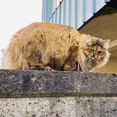 たんぽぽ/威嚇/野良猫?/猫/トイプードル/トイプー/... こんにちはヽ(^0^)ノ
雪が溶けて道…