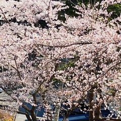 残念/見納め/雨予報/見頃/桜 おはようございます٩(*´꒳`*)۶

…(2枚目)