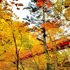 北海道/紅葉/秋 お散歩程度に車で約1時間ほどの
場所に紅…(4枚目)