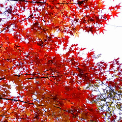 北海道/紅葉/秋 お散歩程度に車で約1時間ほどの
場所に紅…(1枚目)