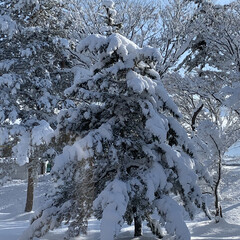雪国秋田/大雪/住まい 車をだすのも大変な雪の量です
木の枝も雪…(3枚目)