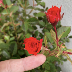 「小指の指先ほどの小さな薔薇🌹
₀: *ﾟ…」(1枚目)