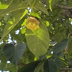 蜂/蜂の巣 公園の木に蜂の巣が🐝🐝🐝
よく見ると、枝…(1枚目)