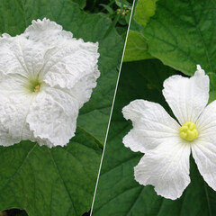 私の大好物/白い大きな花/家庭菜園/フォロー大歓迎 きれいな白い花✨✨
大きさは 10センチ…(1枚目)
