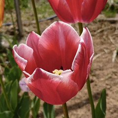 フォロー大歓迎/チューリップ/我が家の庭/暮らし 庭のチューリップが、ちらほら咲き始めまし…(2枚目)