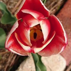 フォロー大歓迎/チューリップ/我が家の庭/暮らし 庭のチューリップが、ちらほら咲き始めまし…(1枚目)