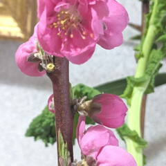 「玄関に桃の花🌸を
飾り〜春を感じる様にな…」(4枚目)