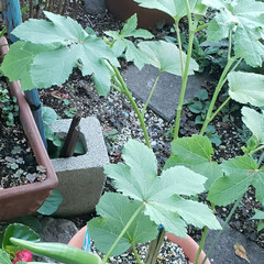 家庭菜園/オクラのお浸し/オクラ 6月に
苗で植えたオクラ❗

３本収穫✊…(4枚目)
