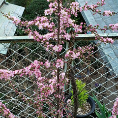 春の花/花木/季節の花/癒しの場所/癒しの空間/花のある生活/... 昨年植えた
春を感じる🌸ஐ೨🌸
サク…