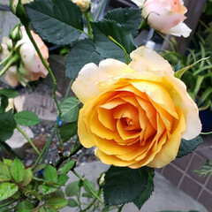 雨にやられた/お花大好き/バラ/ガーデニング/我が家の庭の花/花のある生活/... 数日前まで元気に咲いていた
バラ
昨日の…(1枚目)