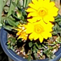 ビタミンカラー/黄色い花/心のゆとり/花のパワー/癒しの空間/ガーデニング好き/... 今日も素敵な一日になりますように(♥Ü♥…(2枚目)