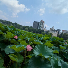 綺麗だった 行ってみたかった

不忍池の蓮を
見にい…(8枚目)