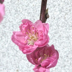 「玄関に桃の花🌸を
飾り〜春を感じる様にな…」(5枚目)