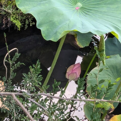 綺麗だった 行ってみたかった

不忍池の蓮を
見にい…(5枚目)