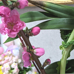 「玄関に桃の花🌸を
飾り〜春を感じる様にな…」(3枚目)