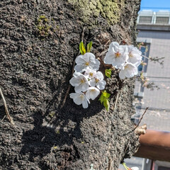 「先週末は
 目黒川の桜を見に....🌸
…」(3枚目)