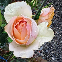 雨にやられた/お花大好き/バラ/ガーデニング/我が家の庭の花/花のある生活/... 数日前まで元気に咲いていた
バラ
昨日の…(2枚目)